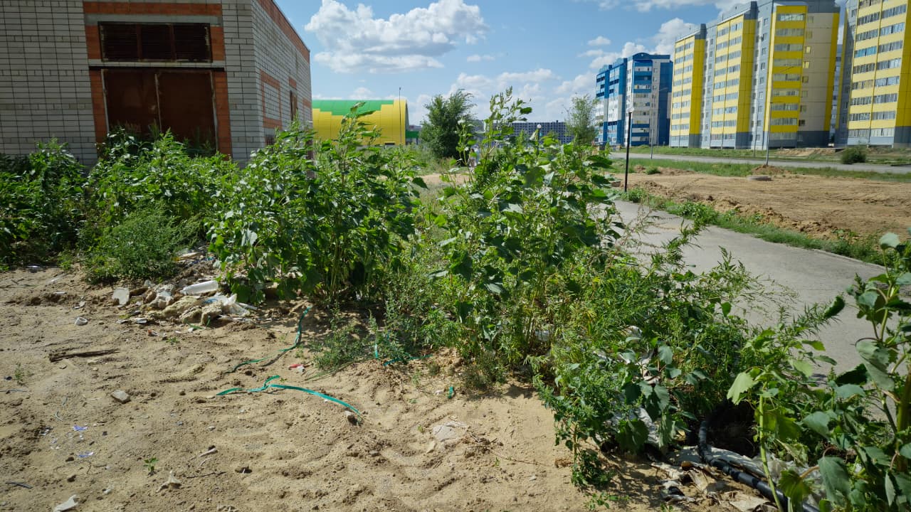 Ақтөбеде арамшөптен аллергиясы асқынғандар көбейді